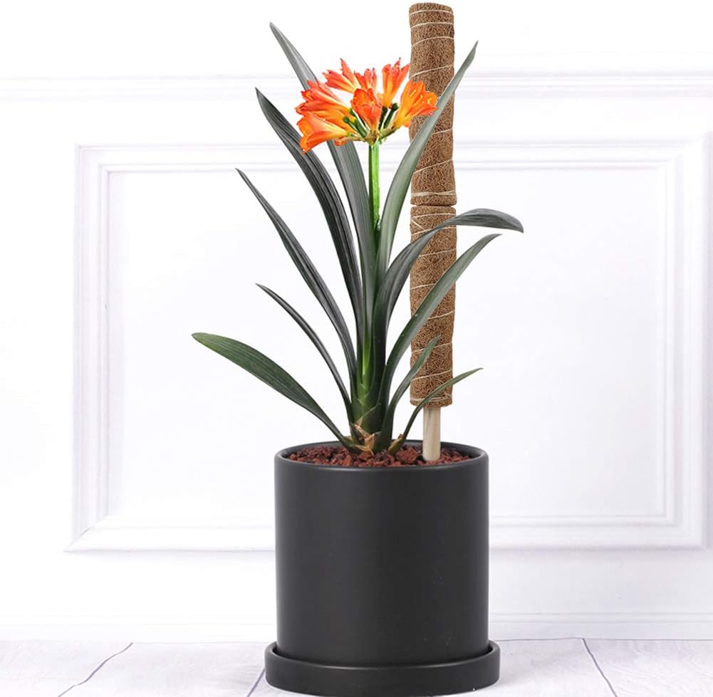 Eco-Friendly Coconut Moss Stick Support