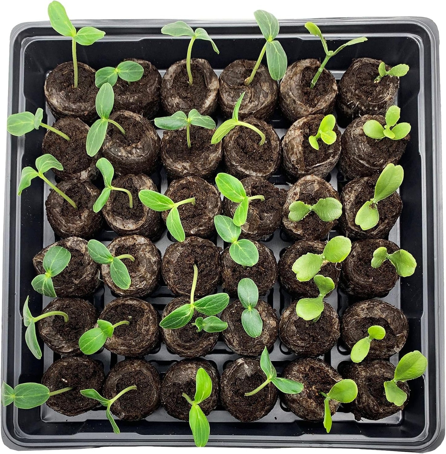 Eco-Friendly Coconut Fiber Seedling Pellets